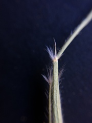 Rytidosperma caespitosum