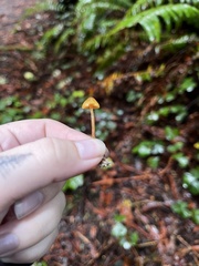 Galerina semilanceata