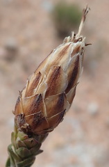 Pteronia staehelinoides