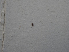 Deltocephalini