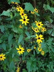Rudbeckia
