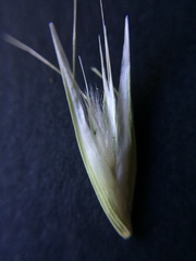 Rytidosperma caespitosum