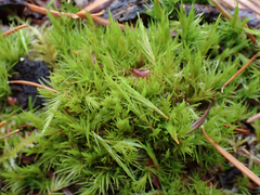 Dicranum howellii