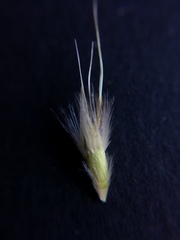 Rytidosperma caespitosum