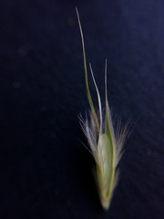 Rytidosperma caespitosum