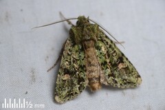 Ichneutica plena
