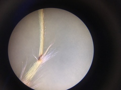 Rytidosperma caespitosum