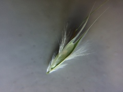 Rytidosperma caespitosum