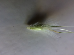 Rytidosperma caespitosum