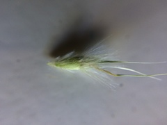 Rytidosperma caespitosum