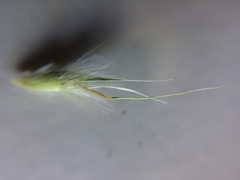 Rytidosperma caespitosum