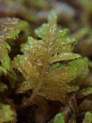 Stereodon subimponens