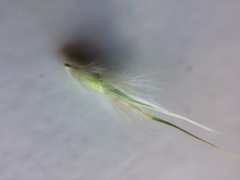 Rytidosperma caespitosum