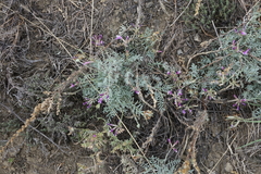 Astragalus stenoceras