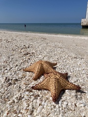 Oreaster reticulatus