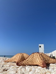 Oreaster reticulatus