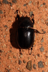 Xylotrupes australicus