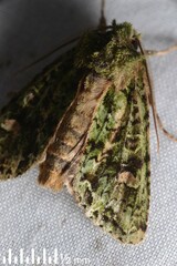 Ichneutica plena