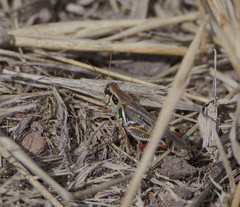 Melanoplus yarrowii