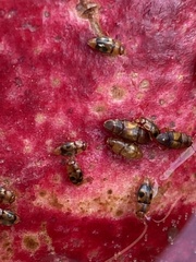Epuraea ocularis