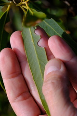 Eucalyptus todtiana