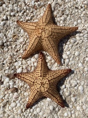 Oreaster reticulatus