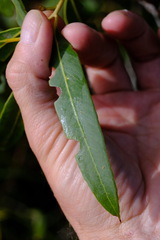 Eucalyptus todtiana