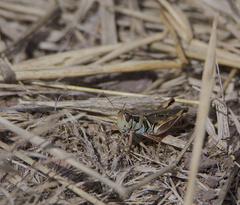 Melanoplus yarrowii