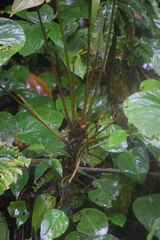 Anthurium ochranthum