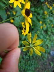 Rudbeckia