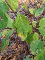 Celastrus orbiculatus