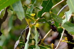 Eucalyptus todtiana