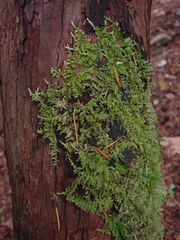 Homalothecium nuttallii