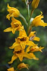Chloraea gavilu