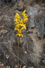 Chloraea gavilu