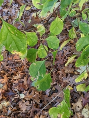Celastrus orbiculatus