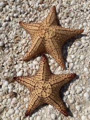 Oreaster reticulatus