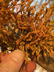 Arceuthobium campylopodum