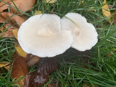 Melanoleuca verrucipes