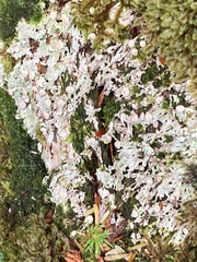 Icmadophila ericetorum