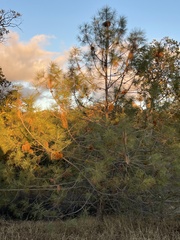 Arceuthobium campylopodum