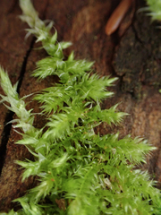 Homalothecium nuttallii