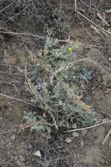 Astragalus stenoceras