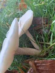 Melanoleuca verrucipes