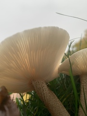 Melanoleuca verrucipes