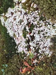 Icmadophila ericetorum