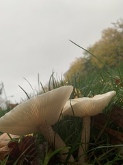 Melanoleuca verrucipes