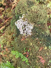 Icmadophila ericetorum