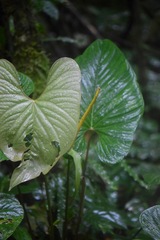 Anthurium ochranthum