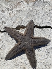 Astropecten